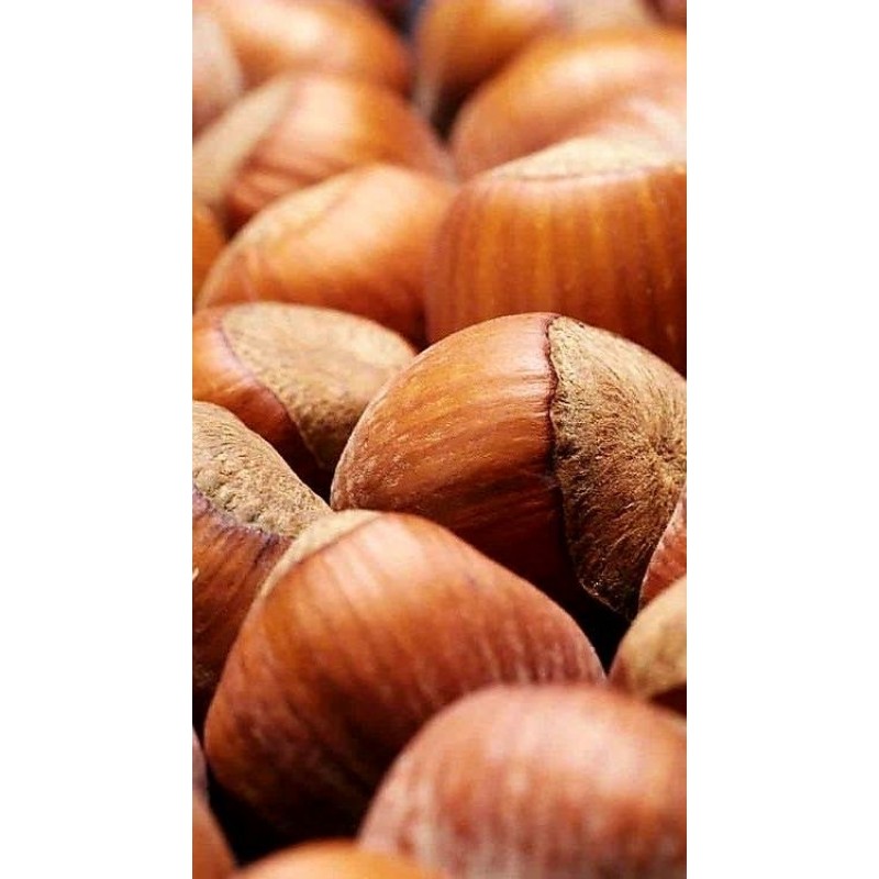 Giresun Kabuklu Fındık  1KG